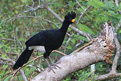 Bare-faced Curassow